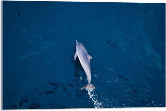 Acrylglas - Bovenaanzicht van Dolfijn Zwemmend in Donkerblauwe Zee - 75x50 cm Foto op Acrylglas (Met Ophangsysteem)