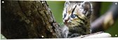 Tuinposter – Boomkat Kitten in de Bomen - 150x50 cm Foto op Tuinposter (wanddecoratie voor buiten en binnen)