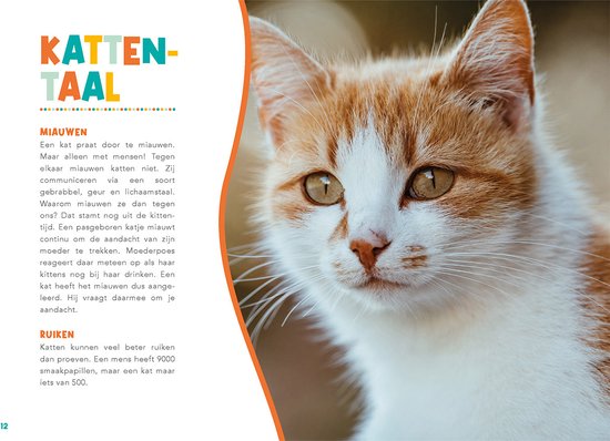 Close-up van een schattige oranje-witte kat met grote groene ogen.