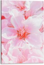 Dibond - Japanse Sakura Bloesem Bloemen in het Roze - 40x60 cm Foto op Aluminium (Met Ophangsysteem)