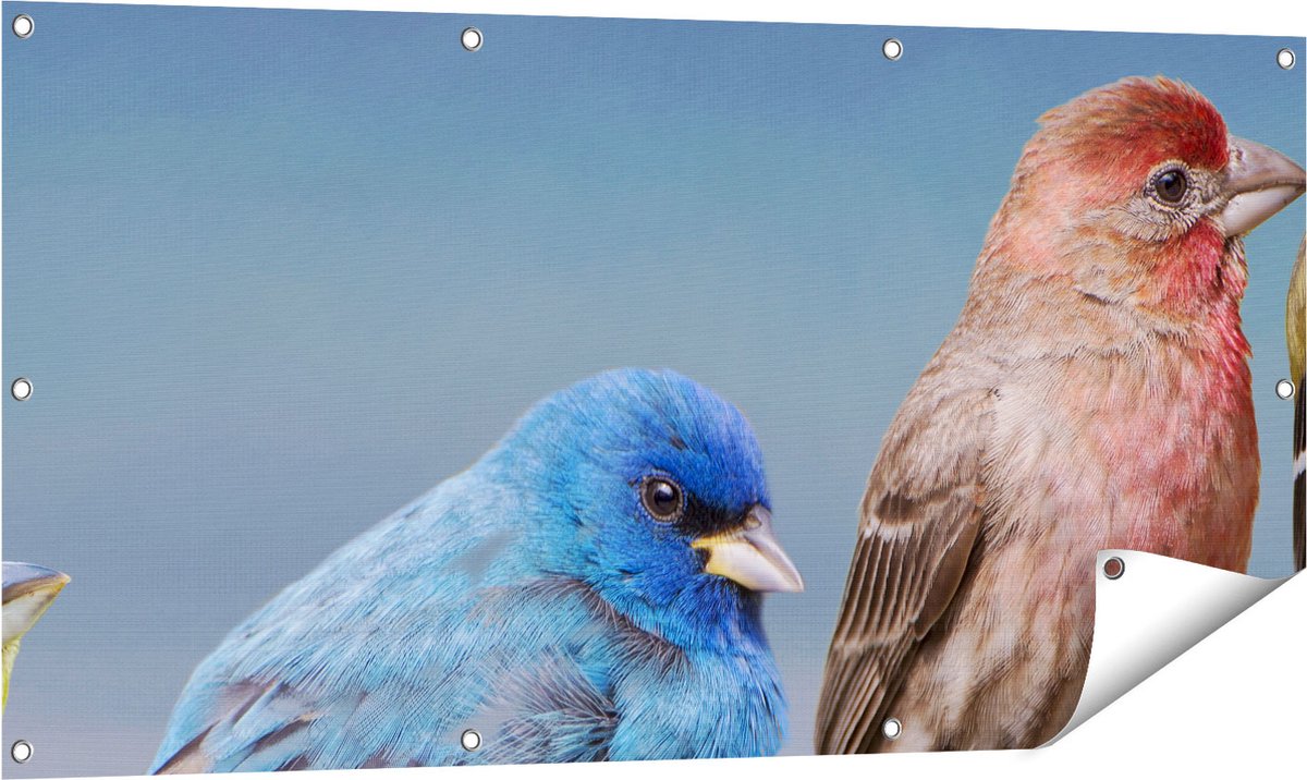 Gards Tuinposter Kleurrijke Zangvogels op een Tak - Kleur - 120x60 cm - Tuindoek - Tuindecoratie - Wanddecoratie buiten - Tuinschilderij Multikleur
