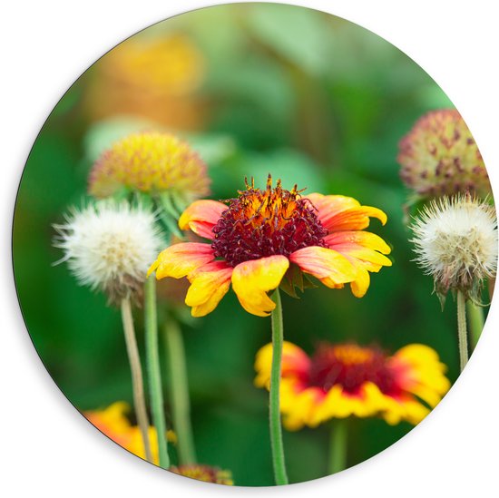 Dibond Muurcirkel - Gaillardia Pulchella Bloemen in het Veld - 80x80 cm Foto op Aluminium Muurcirkel (met ophangsysteem)