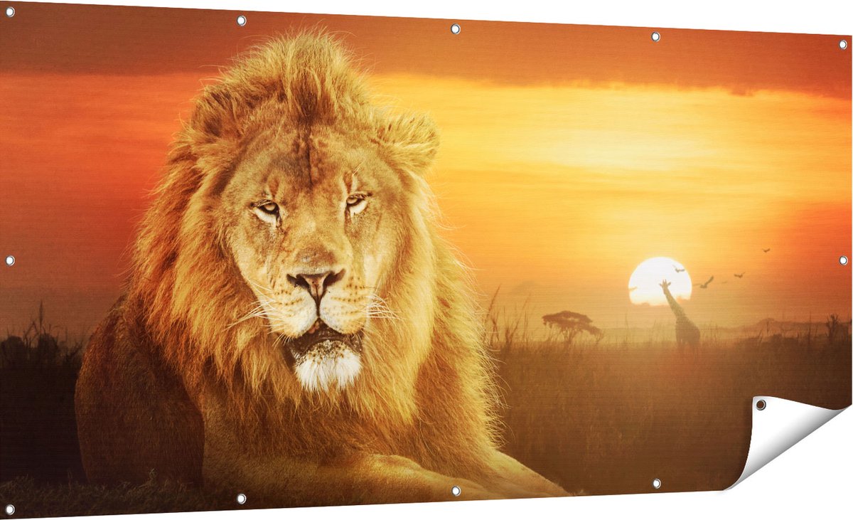 Gards Tuinposter Leeuw in de Savanne - Zonsondergang - 180x90 cm - Tuindoek - Tuindecoratie - Wanddecoratie buiten - Tuinschilderij Multikleur