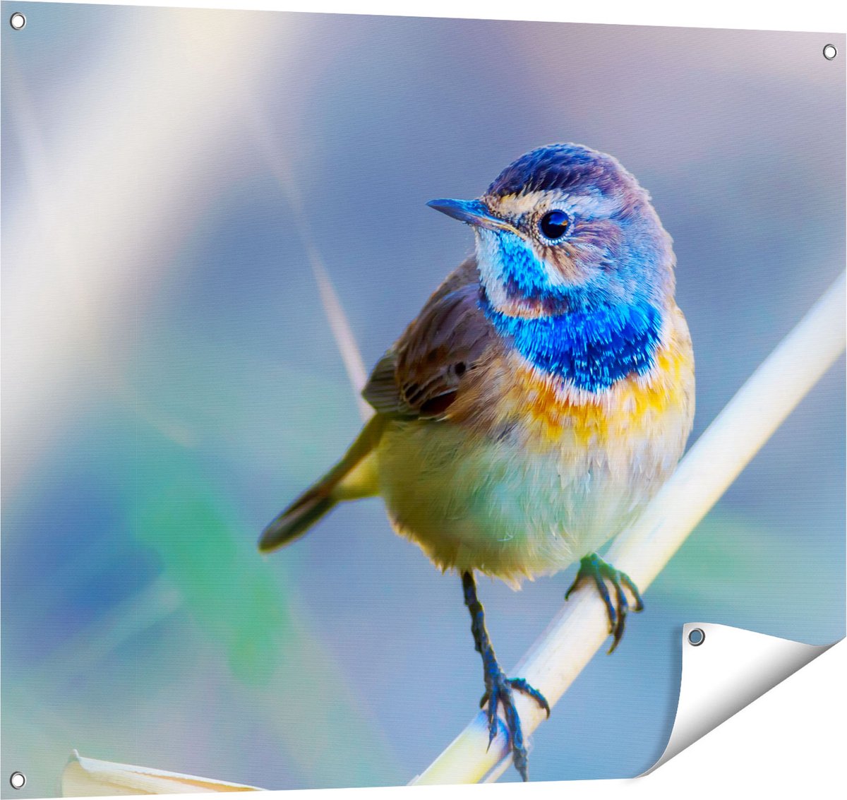 Gards Tuinposter Kleurrijke Blauwborst Vogel op een Tak - 100x80 cm - Tuindoek - Tuindecoratie - Wanddecoratie buiten - Tuinschilderij Multikleur