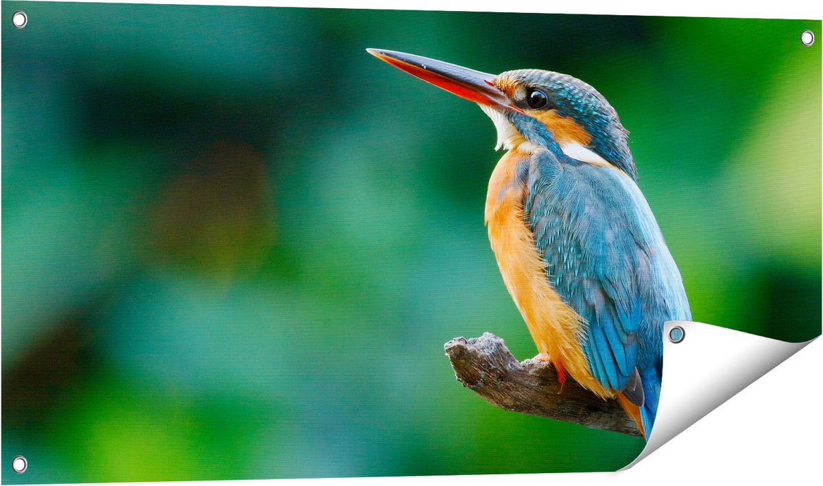 Gards Tuinposter Blauw Oranje IJsvogel op een Tak - 100x50 cm - Tuindoek - Tuindecoratie - Wanddecoratie buiten - Tuinschilderij Multikleur
