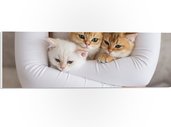 PVC Schuimplaat - Drie Britse Korthaar Kittens in de Armen van een Meisje - 60x20 cm Foto op PVC Schuimplaat (Met Ophangsysteem)