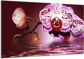 Schilderij Op Canvas Orchidee - Paars, Roze, Rood - 120x70cm 1Luik - Foto Op Canvas - GroepArt 6000+ Schilderijen 0p Canvas Art Collectie - Wanddecoratie - Woonkamer - Slaapkamer - Canvas Print