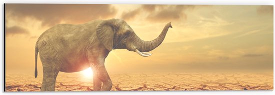 Dibond - Grote Olifant lopend over Gescheurde Aarde tijdens Zonsondergang - 60x20 cm Foto op Aluminium (Wanddecoratie van metaal)