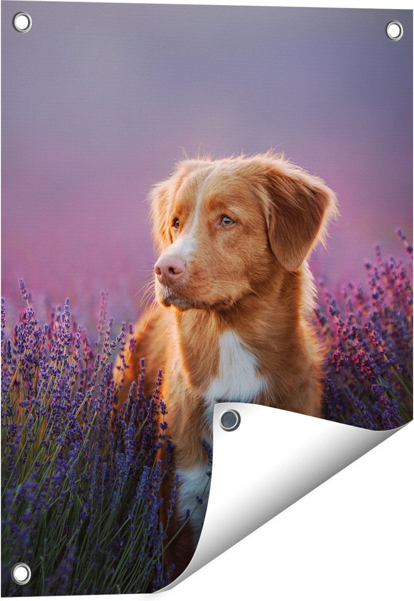 Gards Tuinposter Retriever Hond tussen de Lavendel Bloemen - 40x50 cm - Tuindoek - Tuindecoratie - Wanddecoratie buiten - Tuinschilderij Multikleur