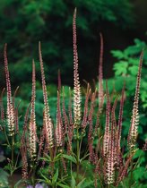 3 stuks | Veronicastrum virginicum 'Pink Glow' P9 cm