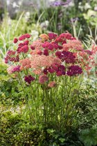 3 stuks | Achillea m. Summer Pastels Mix P11 cm