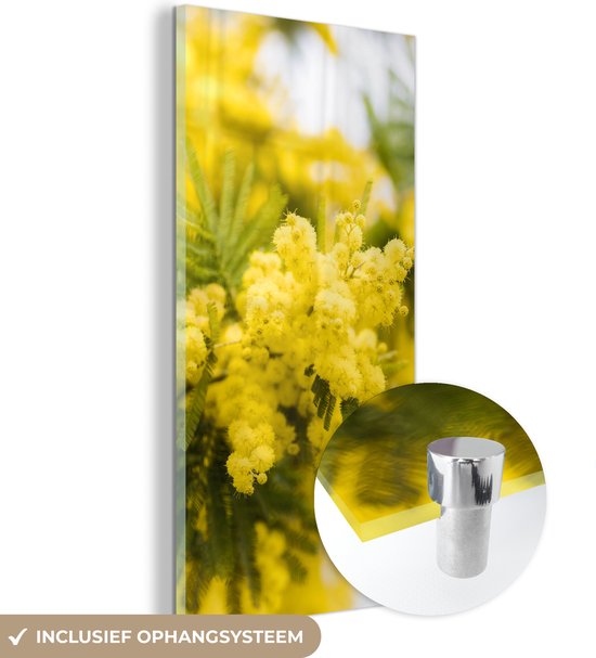 MuchoWow® Peinture sur Verre - Une Fleur de mimosa Jaune - 40x80 cm - Peintures sur Verre Acrylique - Photo sur Glas