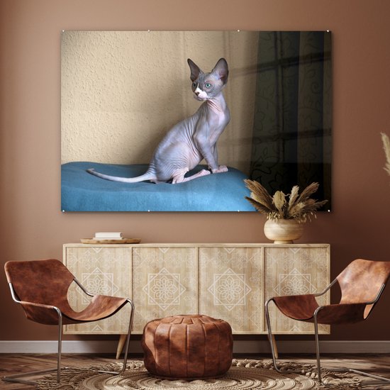 ® Glasschilderij 150x100 cm - Schilderij acrylglas - Een zittende Sphynx kitten - Foto op glas - Muurdecoratie woonkamer - Wanddecoratie slaapkamer - Schilderijen