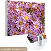 MuchoWow® Glasschilderij 150x100 cm - Schilderij acrylglas - Aster bloemen in een tuin - Foto op glas - Schilderijen