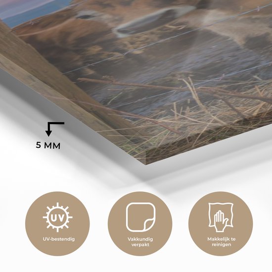 MuchoWow® Peinture sur verre 60x120 cm - Peinture sur verre - Vache - Animaux - Vaches - Photo sur verre acrylique - Peintures