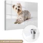 MuchoWow® Glasschilderij 30x20 cm - Schilderij acrylglas - Yorkshire Terrier kijkt in de camera - Foto op glas - Schilderijen