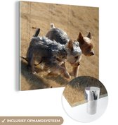 MuchoWow® Glasschilderij 50x50 cm - Schilderij acrylglas - Twee kleine Yorkshire Terriers lopen over het strand - Foto op glas - Schilderijen
