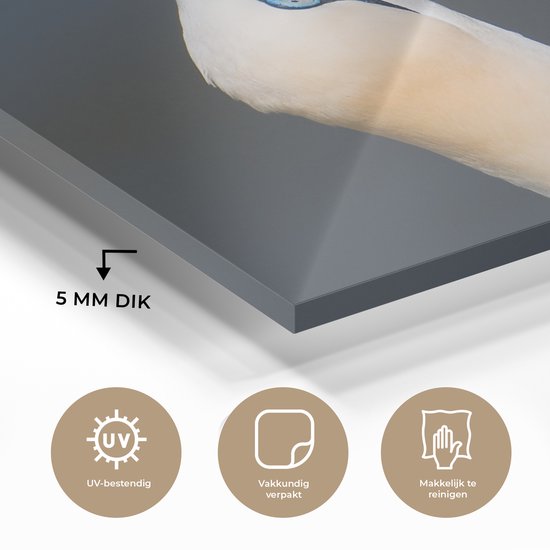 Couple de Fous de Bassan Plexiglas 90x90 cm - Tirage Photo sur Glas (Décoration murale Plexiglas)