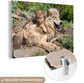MuchoWow® Peinture sur verre - Loup - Lionceau - Animal - 180x120 cm - Peintures sur verre acrylique - Photo sur Glas