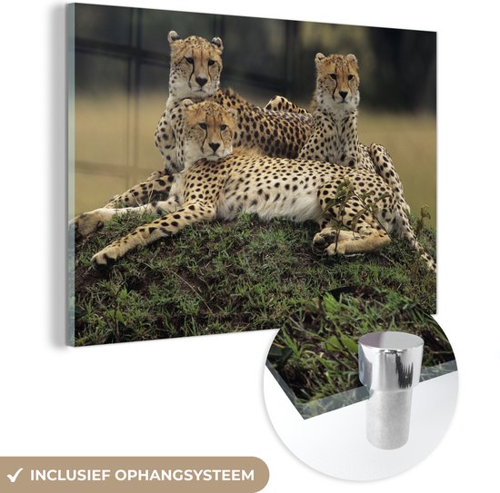 Peinture sur Verre - Trois Guépards dans la savanne - 150x100 cm - Peintures sur Verre Peintures - Photo sur Glas