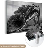 MuchoWow® Glasschilderij 90x60 cm - Schilderij acrylglas - Zwart-wit foto van een jeneverbes - Foto op glas - Schilderijen