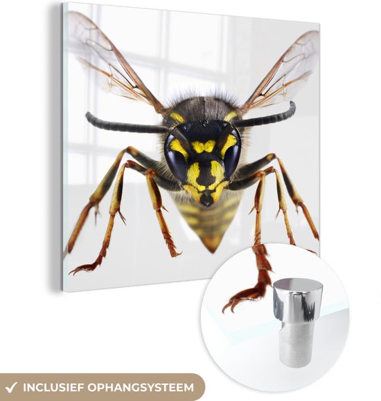 MuchoWow® Peinture sur verre 50x50 cm - Peinture sur verre acrylique - Vue rapprochée d'une guêpe - Photo sur verre - Peintures