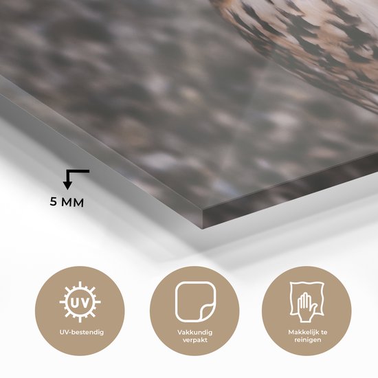 MuchoWow® Peinture sur verre - Chouette brune regardant directement dans l'appareil photo - 120x60 cm - Peintures sur verre acrylique - Photo sur Glas