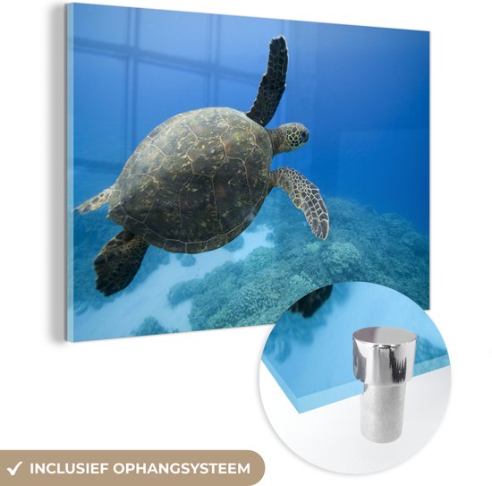 MuchoWow® Glasschilderij 60x40 cm - Schilderij acrylglas - Groene zwemmende schildpad fotoprint - Foto op glas - Schilderijen