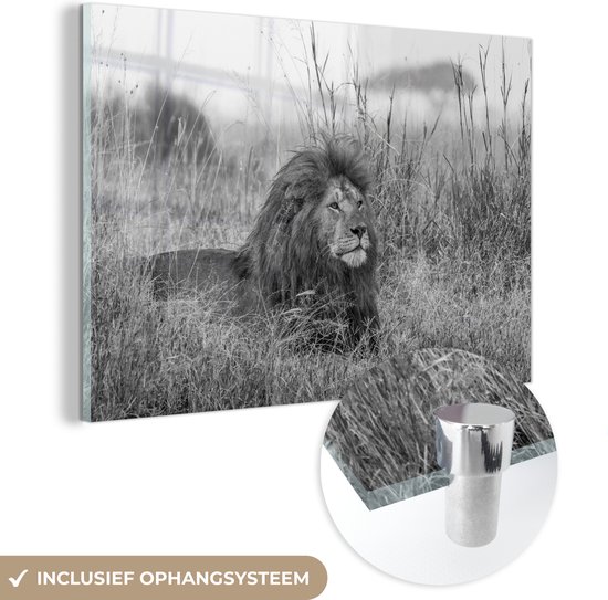 MuchoWow® Glasschilderij 150x100 cm - Schilderij glas - Mannetjes leeuw tussen het gras hoge gras in het Nationaal park Serengeti - zwart wit - Foto op acrylglas - Schilderijen