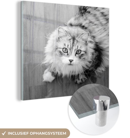 MuchoWow® Glasschilderij 20x20 cm - Schilderij acrylglas - Omhoog kijkende Maine Coon kat - zwart wit - Foto op glas - Schilderijen