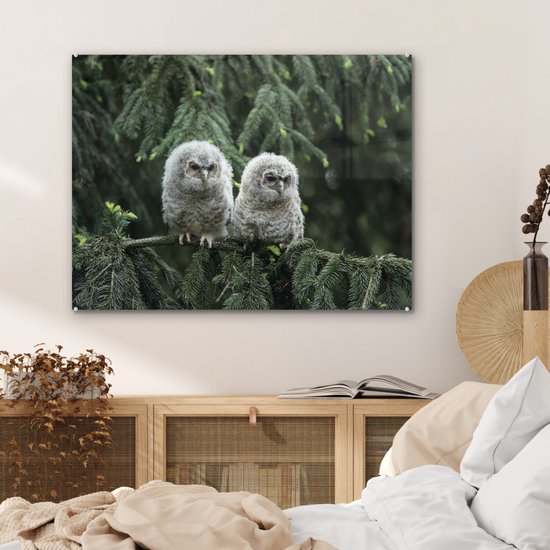 Deux poussins hiboux en Glas 90x60 cm - Tirage photo sur Glas (décoration murale en plexiglas)