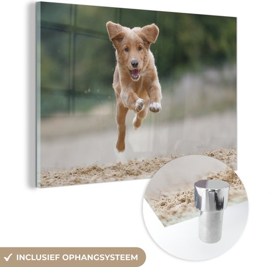 MuchoWow® Glasschilderij 30x20 cm - Schilderij acrylglas - Rennende hond foto - Foto op glas - Schilderijen