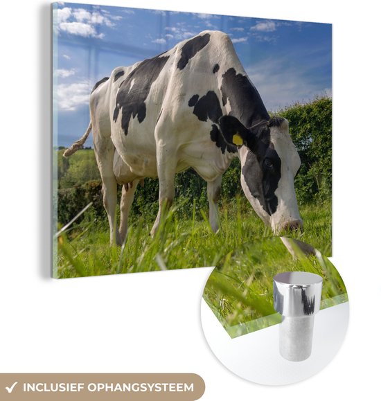 Une vache frisonne broutant par une journée d'été ensoleillée Plexiglas 160x120 cm - Tirage photo sur Glas (décoration murale plexiglas) XXL / Groot format!