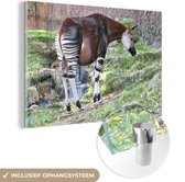 MuchoWow® Glasschilderij 120x80 cm - Schilderij acrylglas - Okapi in de natuur - Foto op glas - Schilderijen