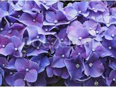 Diamond Painting Hortensia 25x30cm. (Volledige bedekking - Vierkante steentjes) diamondpainting inclusief tools