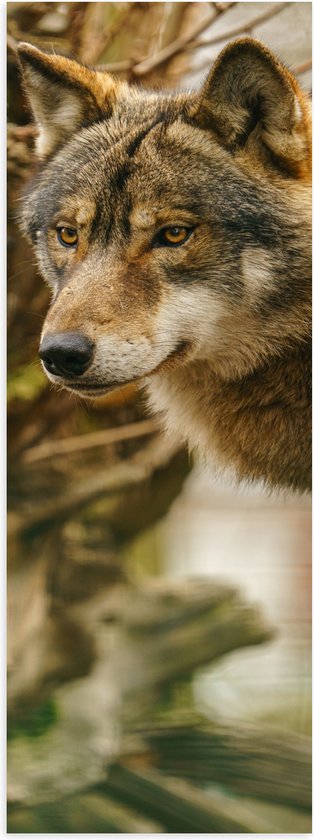 Poster Glanzend – Liggende Wolf tussen Takken en Bladeren - 30x90 cm Foto op Posterpapier met Glanzende Afwerking