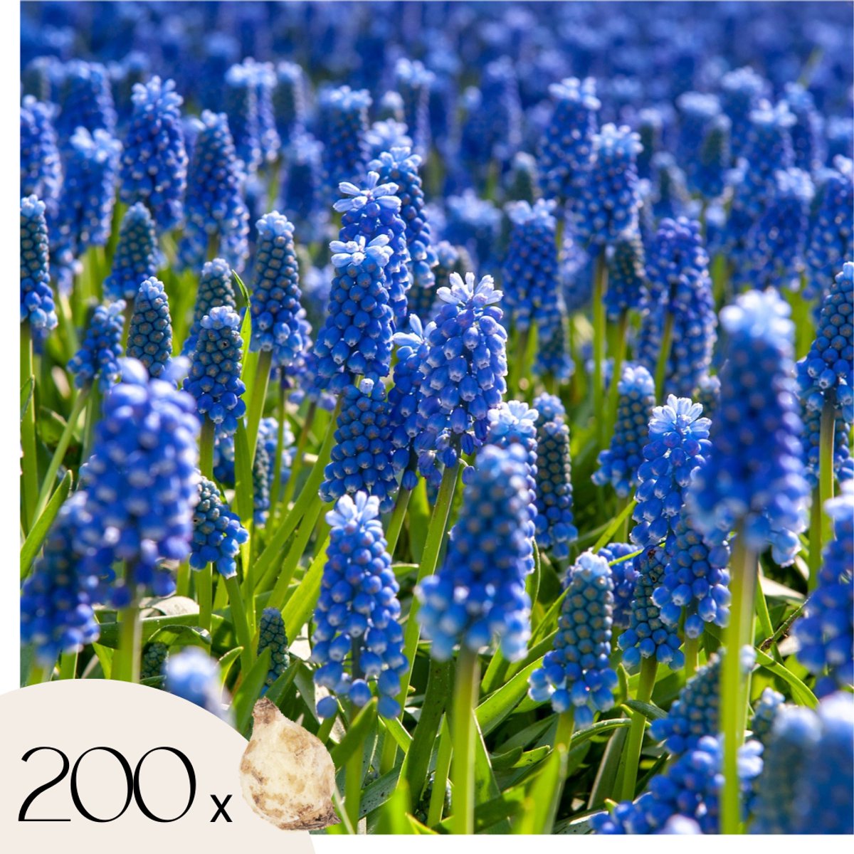 Plant in a Box - Muscari armeniacum - 200x Hyacinthbollen - Bloembollen winterhard - Kleurrijke tuin in de lente