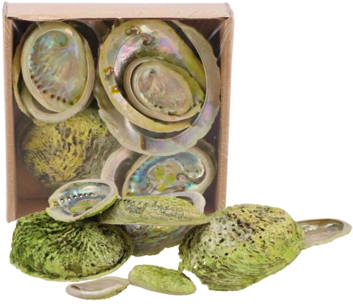 Decoratie Abelone schelpen - Mix - ca. 5 tot 11 cm.- 500 gram - Groen