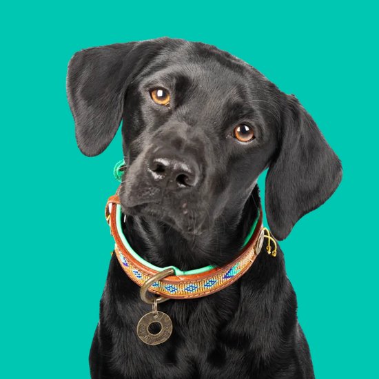 DWAM Dog with a Mission Halsband Hond – Hondenhalsband – Goud – XXL – Leer – Nekomvang tussen 55-65 x 4 cm – Indi Moon