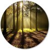 Bos, Realisme, Bomen, Groen, bruin, geel, zwart, wit