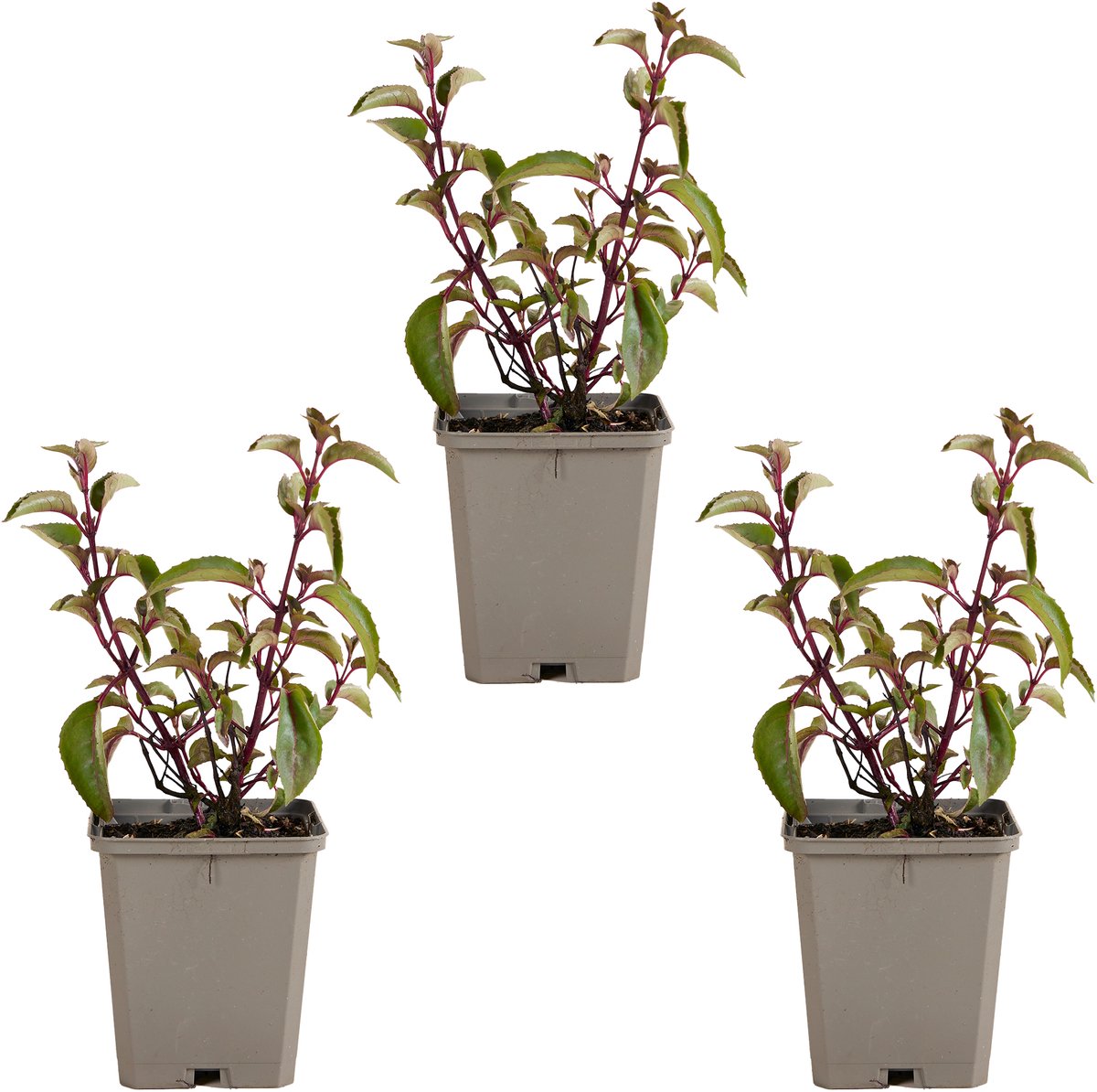 Bloomique - Set van 3 - Fuchsia Madame Cornelissen - Bellenplant - Tuinplanten - Winterhard - Hoogte 10-20 cm - Pot 9x9 cm