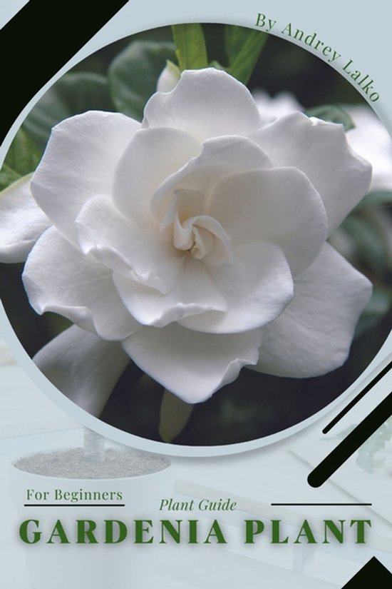 Gardenia Plant