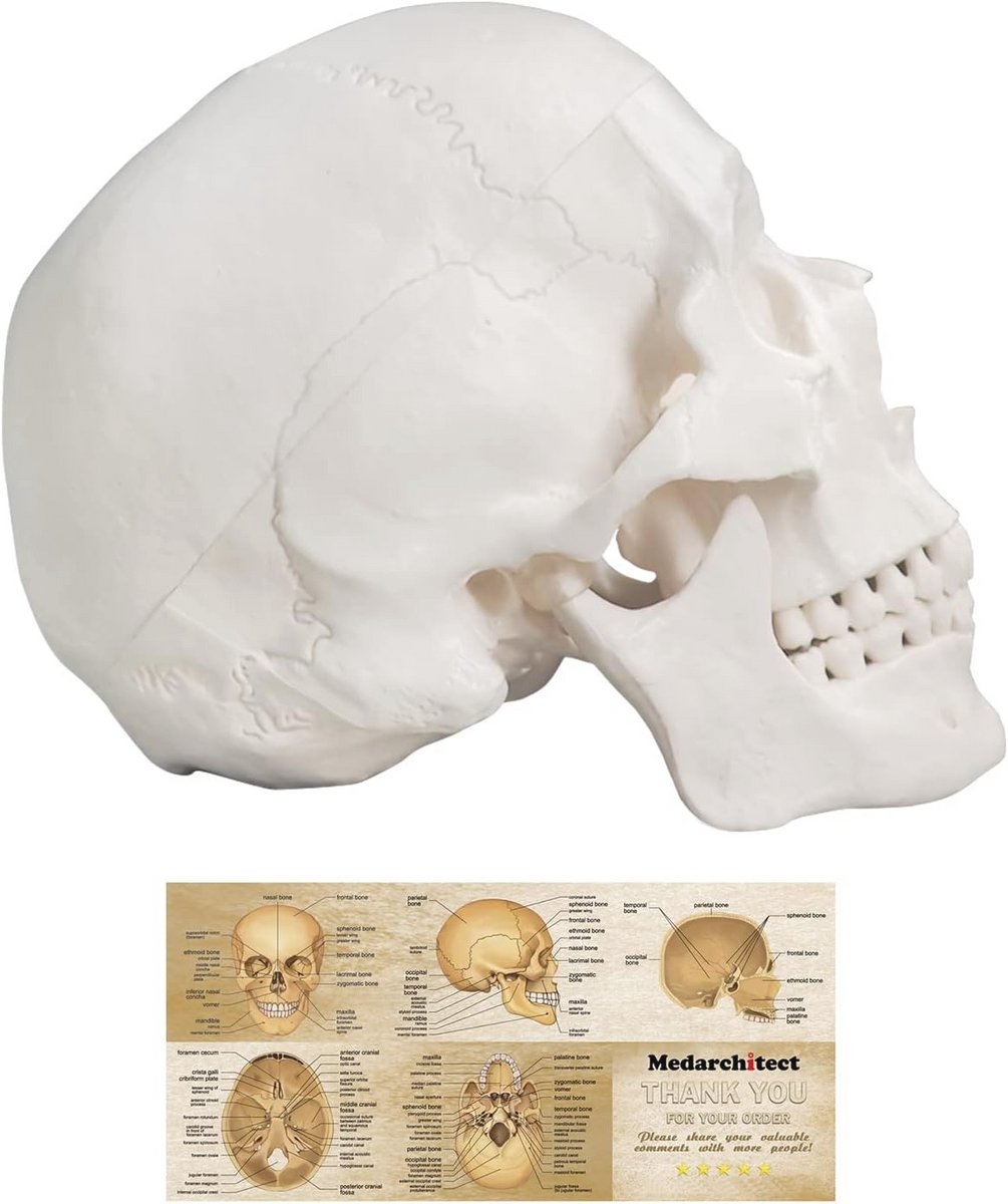 Levensgroot 3D Menselijk Schedelmodel - Anatomisch Model met Afneembare Schedeldop en Gelede Onderkaak voor Medische Studie