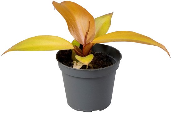 Philodendron Red Sun - Hoogte 10cm - Pot 6cm