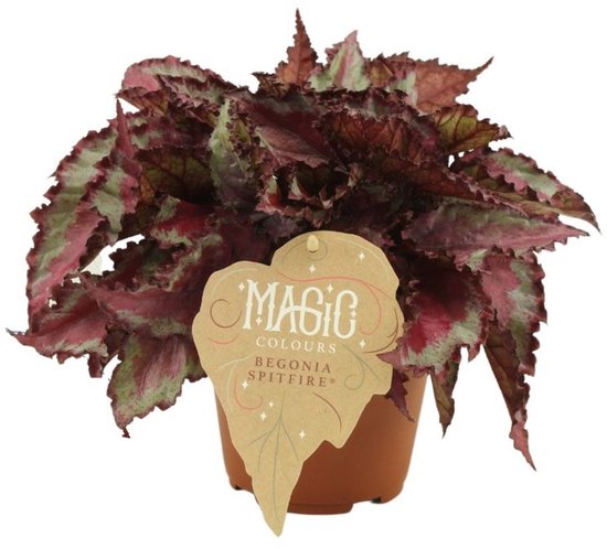 Begonia rex Spitfire - Hoogte 25cm - Pot 12cm