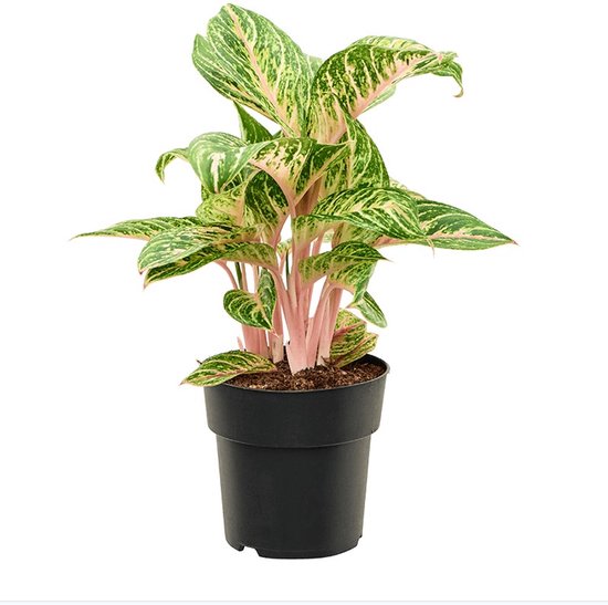 Aglaonema Coco Melon kopen