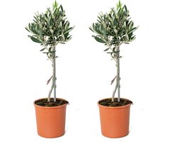 Bloomique - Set van 2 - Olea Europaea - Olijfboom op Stam - Tuinplanten - Winterhard - Hoogte 30-40 cm - Pot 14 cm