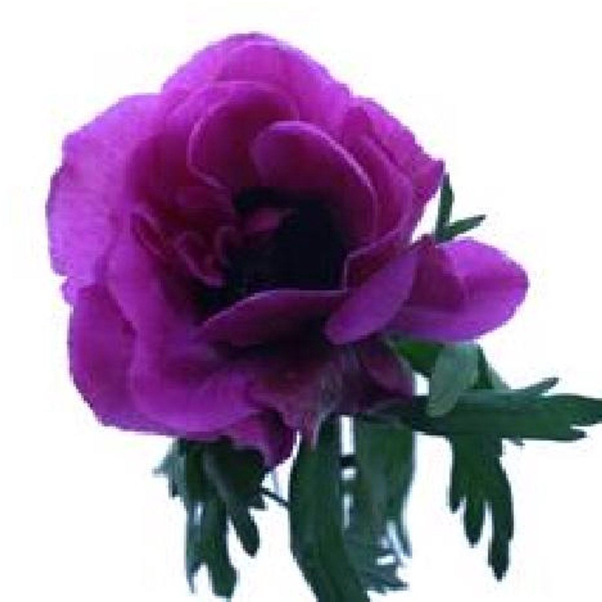 50x Anem.marianne orchid 40cm