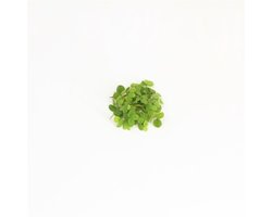 Drijfplanten Aquarium - Salvinia Minima - 200CC - Moerings