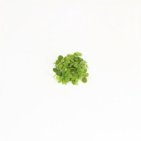 Aquarium de plantes flottantes - Salvinia Minima - 200CC - Moerings